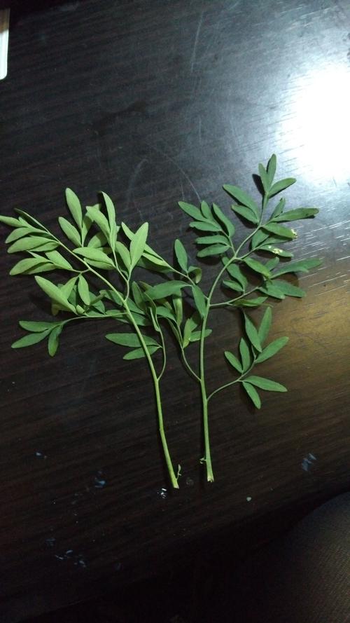 这种植物叫什么,闻起来很臭,好像在广东有人叫臭草,这种草有药效作用