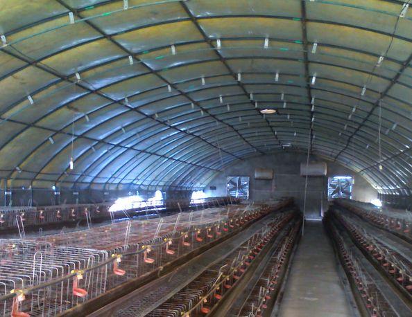 养鸡大棚建源温室大棚搭建养鸡大棚工程