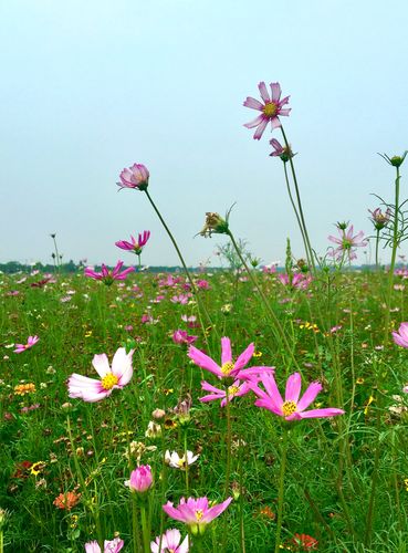 格桑花它又称格桑梅朵在藏语的意思中格桑代表幸福所以也可以叫幸福花