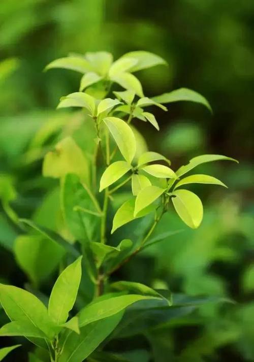 巴马甜茶,高糖人群的一种希望