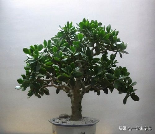 橡皮树开花吗(橡皮树多少年开花)