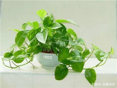 七律:绿萝诗一首