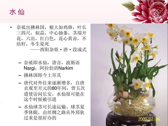 中国传统名花欣赏·水仙ppt
