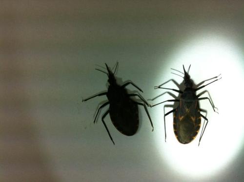 请问这种会咬人吸血的是什么昆虫?给此昆虫咬过会红肿