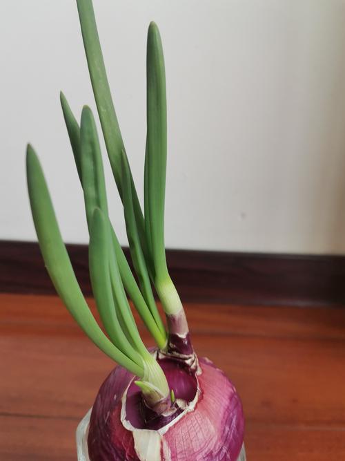 观察植物之———洋葱