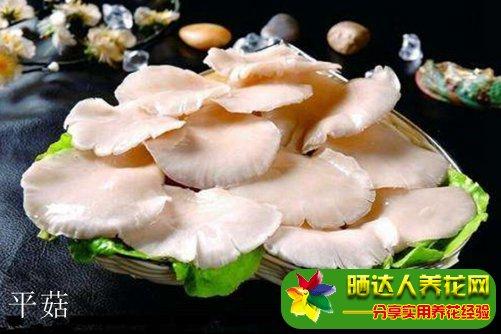 凤尾菇和平菇怎么区别?学会这几点不再傻傻分不清