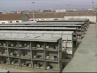 彩色长毛兔 伴你走向致富路(2005.1.12)