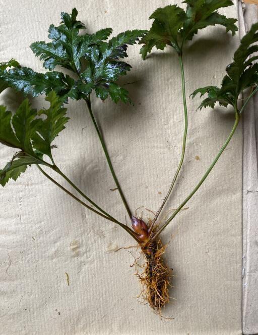 眉山产黄连(雅连)中药标准正式列入四川中药标准,雅莲产品可批量上市