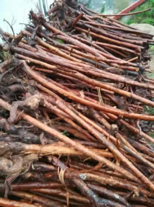 大量供应蔷薇根15303778289 规格:3公分  简介:目前专业培育和种植