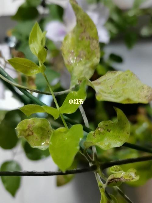 铁线莲这是生什么病了?_铁线莲_家居家装_家居装饰