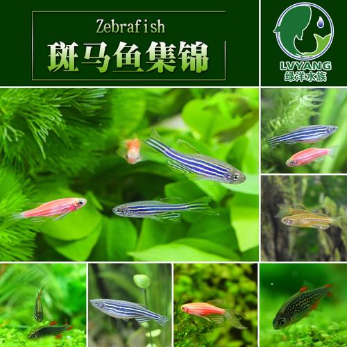 红斑马鱼活体免邮