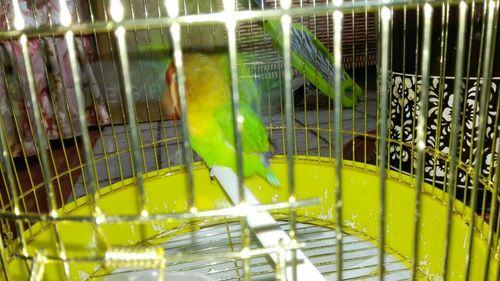 我家的牡丹鹦鹉睡觉总爱把头藏在后背的毛里,这是怎么回事?