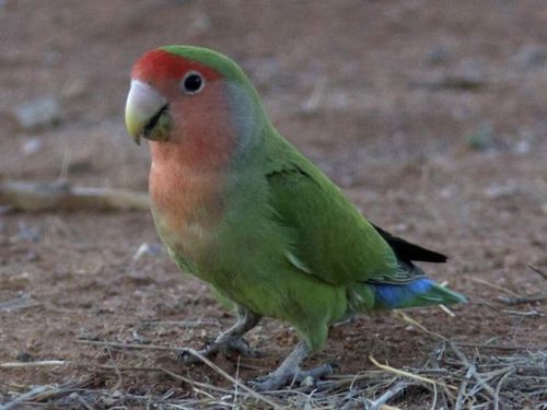 欣赏鹦形目鹦鹉科牡丹鹦鹉属的桃脸牡丹鹦鹉