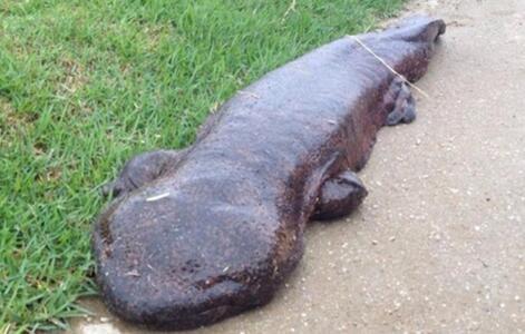 捷克现世界最修长娃娃鱼身长158叫声像婴儿啼哭图