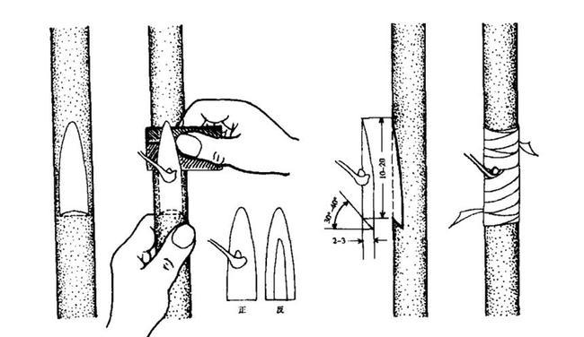 嫁接技术理论上来说,只要温度湿度合适,任何季节嫁接都是可以的.