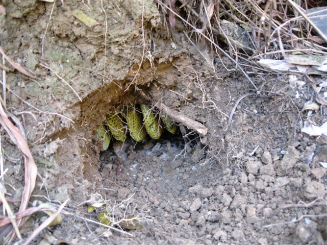 实拍我哥自已找到的土蜂种