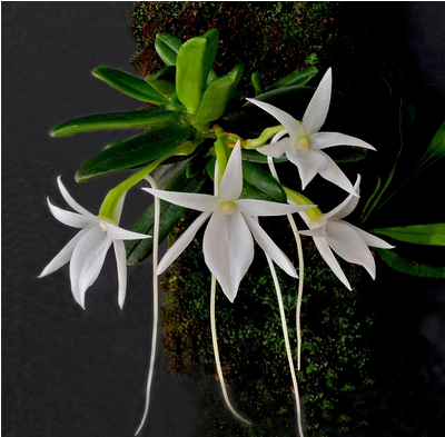 该属是一类生活在非洲热带地区和印度洋群岛的附生兰,喜欢生长在树干