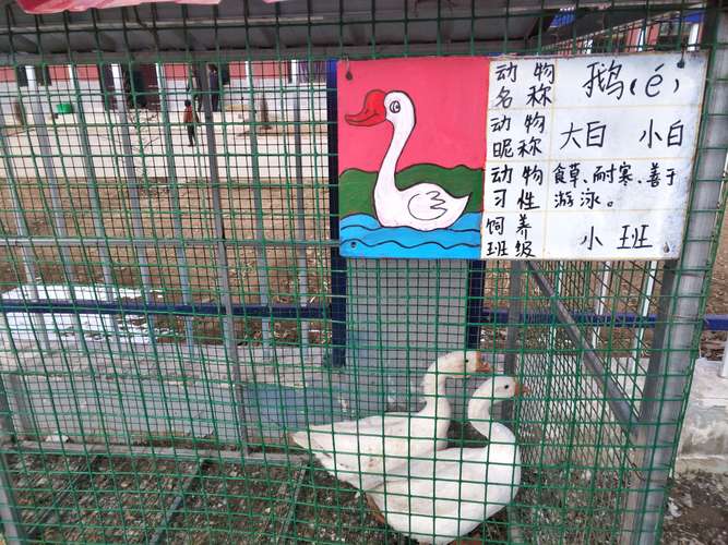 新村幼儿园开展动物饲养区体验活动