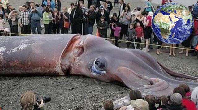 欧洲神话有一种百米长的海洋巨妖可能是巨枪乌贼