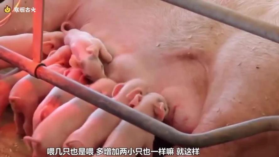 美女第一次喂小宝宝吃母乳疼的直叫