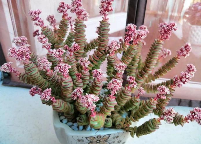 居家盆栽多肉,想选"招财树"养这3款,名字里带财