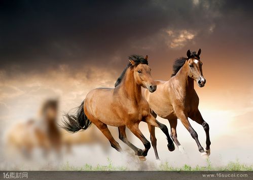 两匹飞奔的棕色马高清摄影图片 - 素材中国16素材网