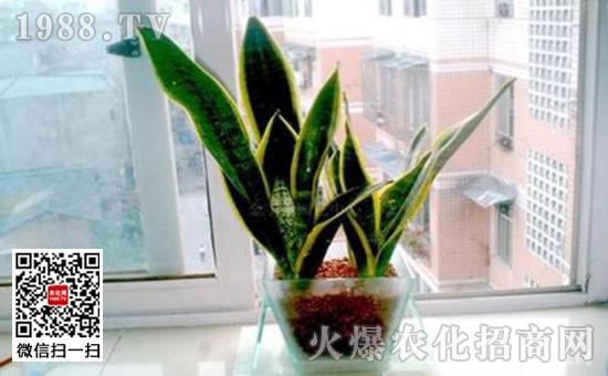 虎皮兰水培养殖方法