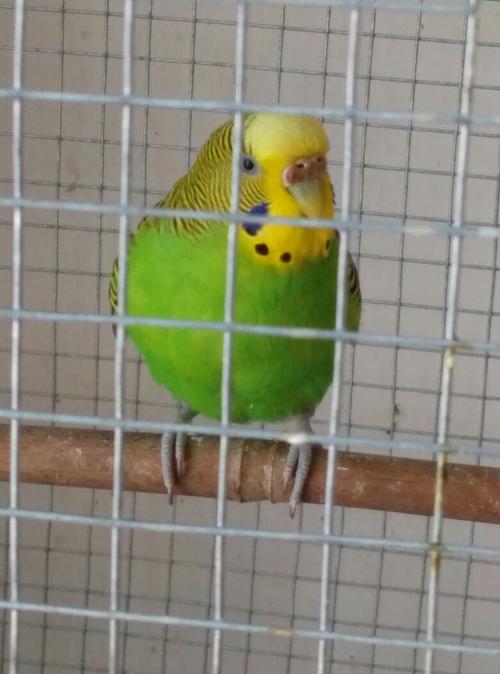 左侧是牡丹鹦鹉 也叫棕头 右侧叫虎皮鹦鹉  是只原始蓝 追答: 养殖多