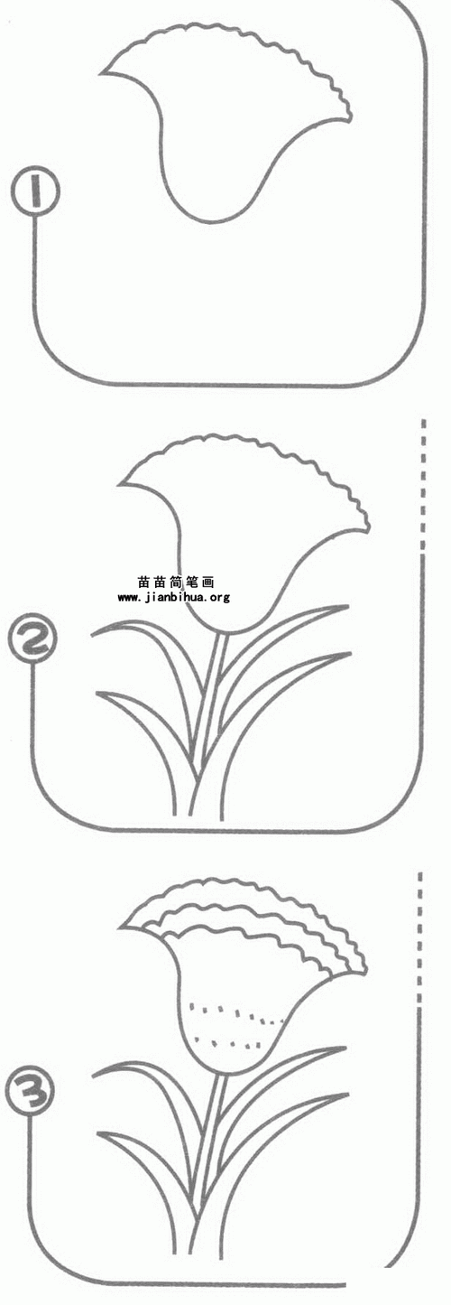 鸡冠花简笔画图片,教程