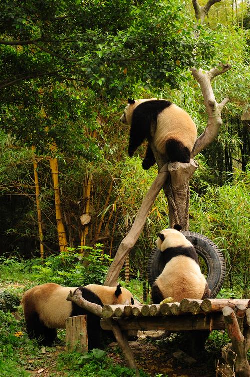 趣味熊猫-生态摄影-胖胖狼-poco摄影作品展示