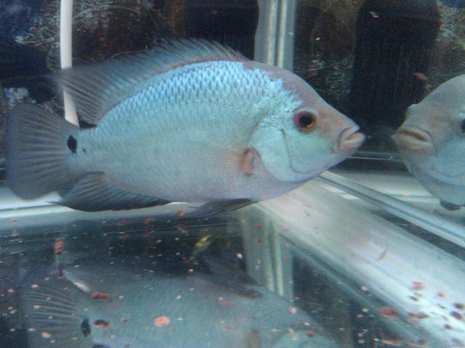 处理满银母鱼,红马,珍珠苗