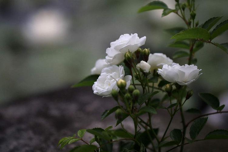 庭花灼灼微风起,满架蔷薇一院馡.