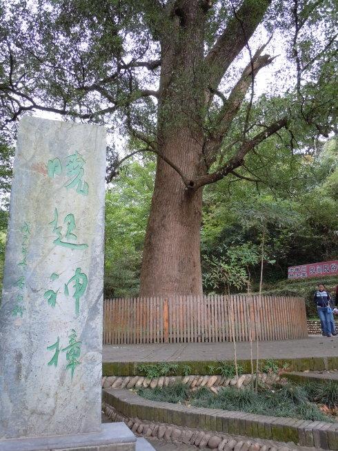 晓起村的古樟树