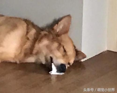 汪星人昏倒在地口吐白沫吓坏饲主!cpr都准备好他突然惊醒后笑喷