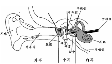 人耳结构