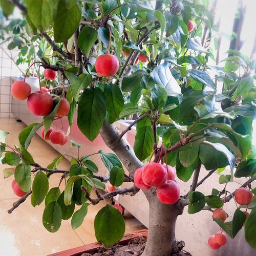 海棠盆栽花卉红果盆景树桩四季长寿果老桩可以花卉
