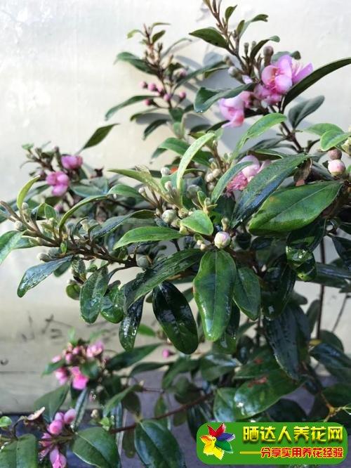 黑骨茶几月开花 黑骨茶的作用有哪些 功效及用途