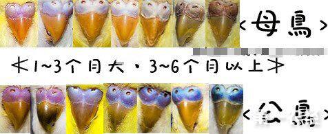 请问两只虎皮鹦鹉的性别分别是什么