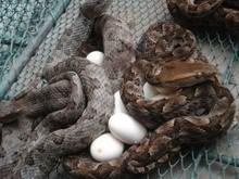 蛇蛋是什么样子的?