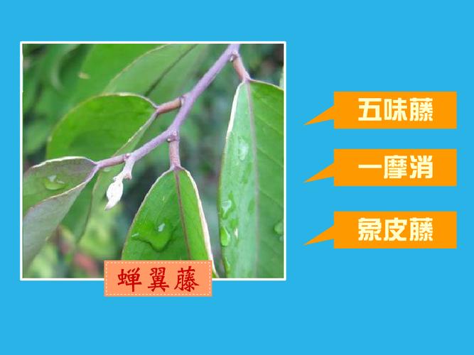 丢了棒,刁了棒,五味藤,象皮藤,一摩消(广西),当低相悲(广西金秀瑶语)