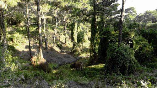 带你走进冠岭森山老林 品赏原生态植物园美景(一)