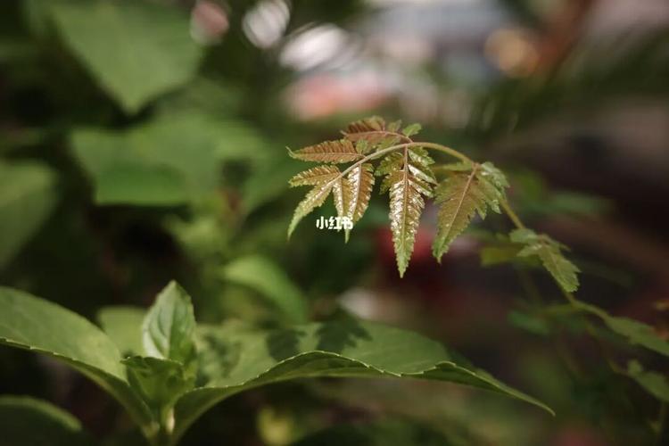 91理光gr3x 试机样片 原图直出_滤镜_相机_p图_理光