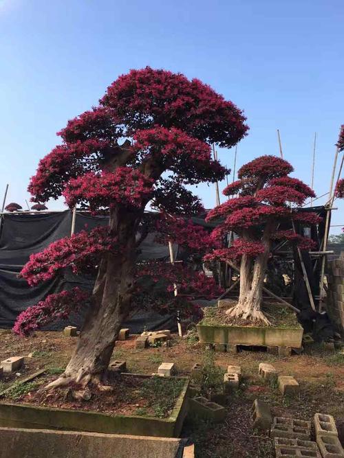 便利的红花继木价格——价格划算的供应红继木佳智苗圃哪里有提供