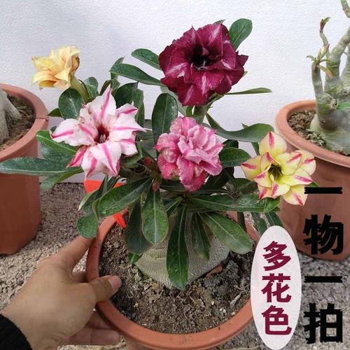 沙漠玫瑰盆栽重瓣带花多色花一物一拍大四季阳台室内植物绿植免邮