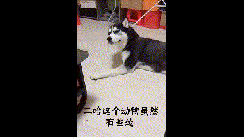 哭泣的二哈 因为他吗主人是250