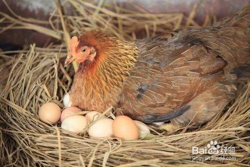 小鸡是母鸡孵化出来的,当然这个和工厂孵化是不一样的哦.