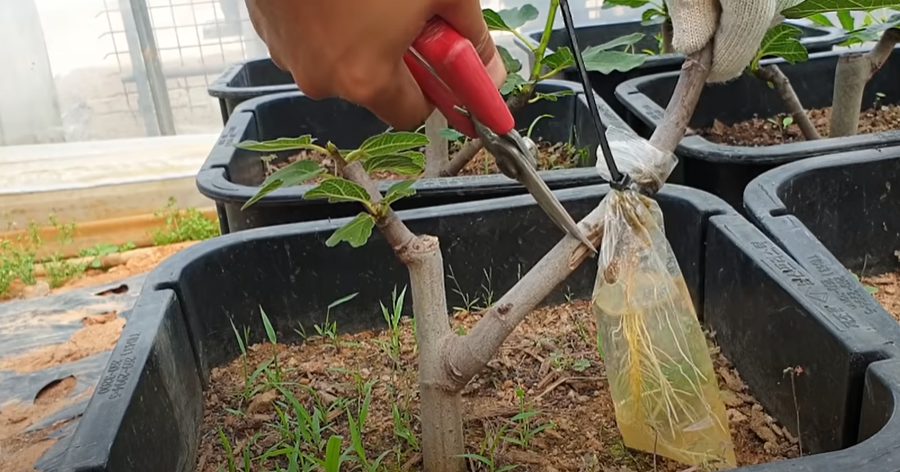 无花果水里生根