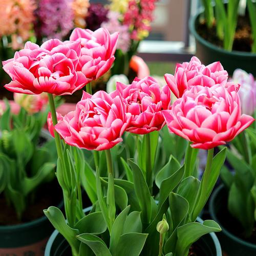 重瓣郁金香5颗大种荷兰进口耐寒冬季花卉盆栽种球