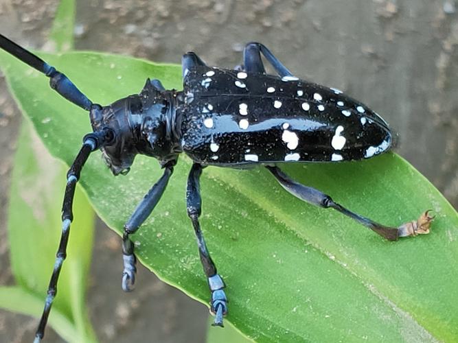 淘气可爱的小天牛