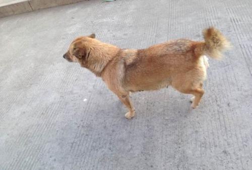 我国土生土长的板凳狗犬中的矮脚虎日本狼青犬的克星